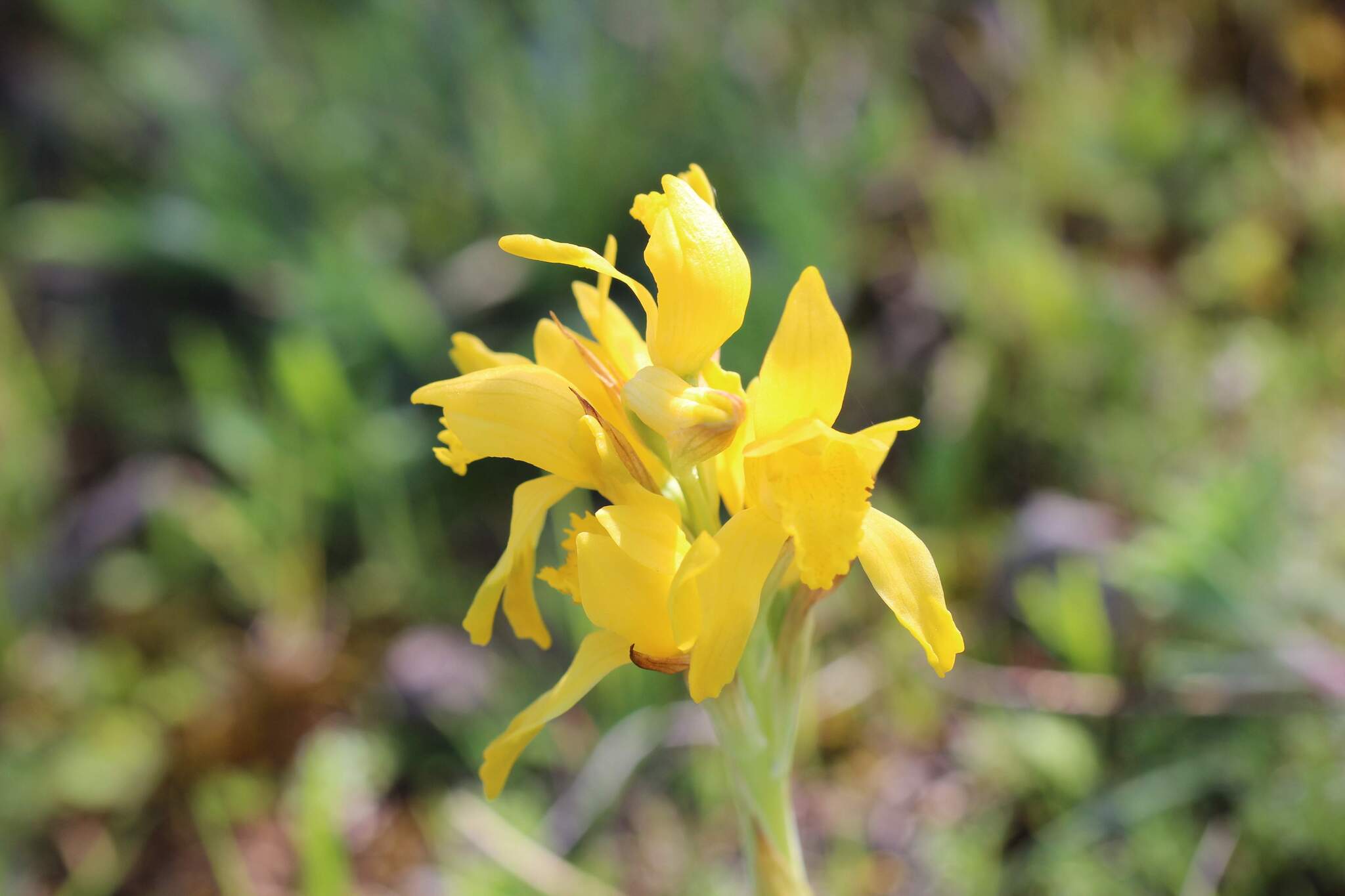 Chloraea barbata