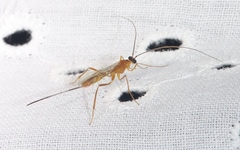 Macrocentrinae