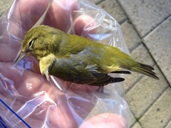 Leiothlypis peregrina