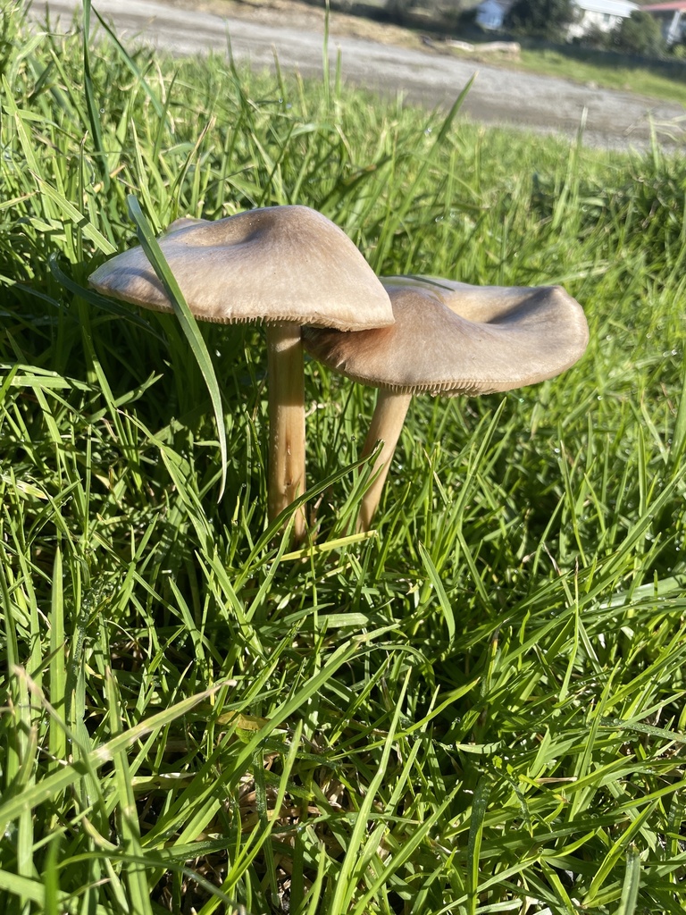 Volvopluteus gloiocephalus · June 2025 · photo: © lisa_bennett (iNaturalist, cc-by)