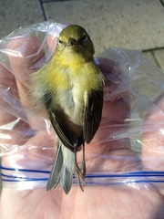 Leiothlypis peregrina