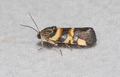 Spragueia funeralis