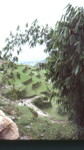 Tama bamboo (Dendrocalamus hamiltonii)