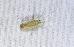 Phytocoris roseotinctus