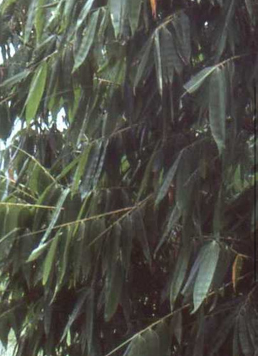 Dendrocalamus hamiltonii, photograph 2