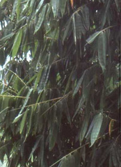 (c) Sinéad Tuttle-Lerner, some rights reserved (CC BY) Dendrocalamus hamiltonii, photograph (c) Sinéad Tuttle-Lerner, some rights reserved (CC BY)