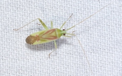 Phytocoris roseotinctus