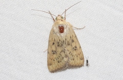 Heliocheilus paradoxus