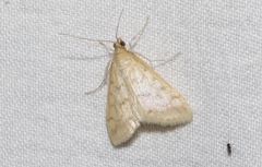 Hahncappsia huachucalis