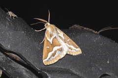 Caripeta angustiorata