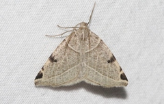 Neoterpes graefiaria