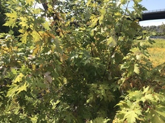 Acer saccharinum