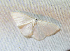 Protitame virginalis