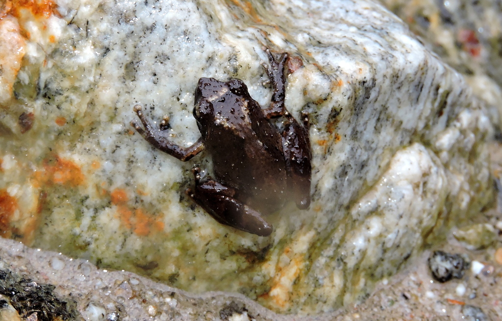 Annandale's bush frog