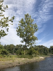 Platanus occidentalis