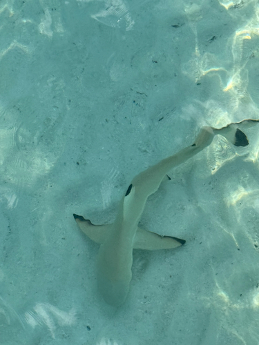 Carcharhinus melanopterus
