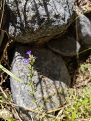 Stemodia durantifolia