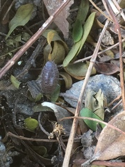 Porcellio laevis