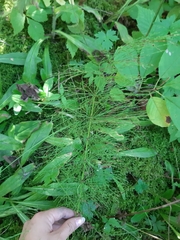 Equisetum sylvaticum