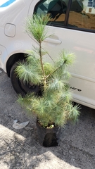 Pinus maximartinezii