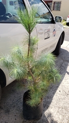 Pinus maximartinezii