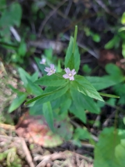 Epilobium ciliatum