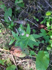 Epilobium ciliatum