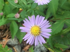 Symphyotrichum novi-belgii novi-belgii