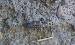 Hippodamia convergens