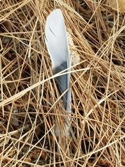 Streptopelia decaocto