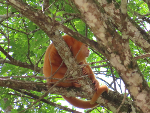 Mantled Howler (Alouatta palliata)