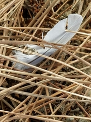 Streptopelia decaocto