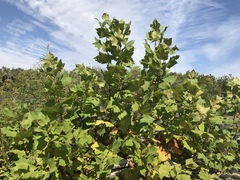 Platanus occidentalis