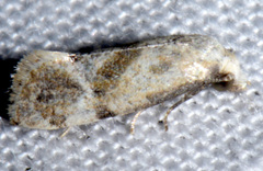 Platphalonidia felix