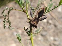 Mozena arizonensis