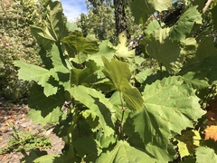 Platanus occidentalis