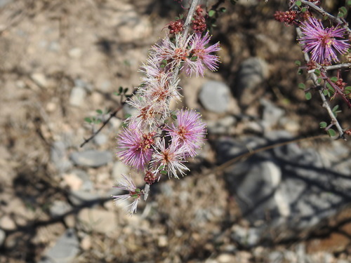 desert mimosa (Mimosa zygophylla)