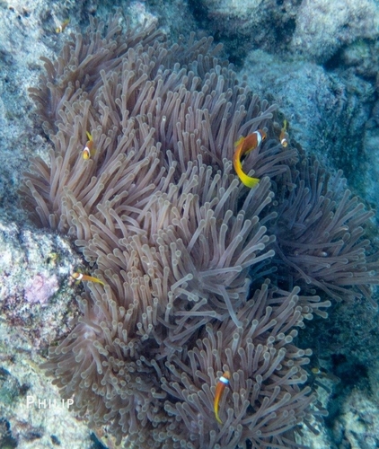 Amphiprion nigripes