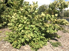 Platanus occidentalis