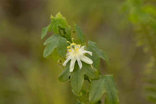 Passiflora subpeltata observed 2025-06-17
