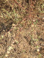 Salsola