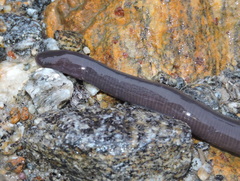 Ichthyophis sikkimensis