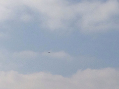 Corvus corax