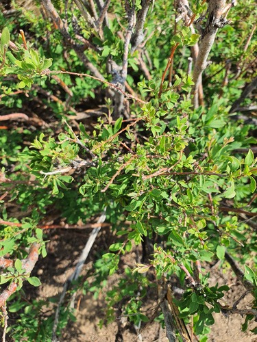 Atraphaxis frutescens (Atraphaxis frutescens)