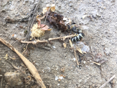 Insecta