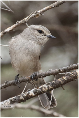 African Gray Flycatcher