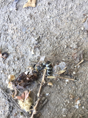 Insecta