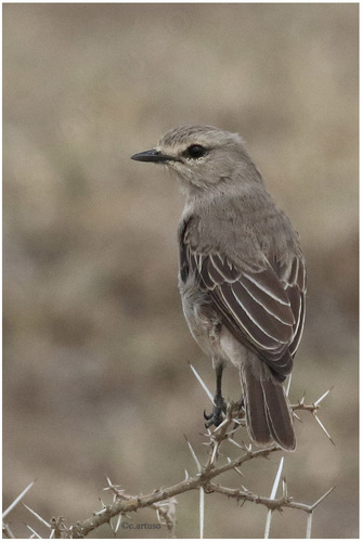African Gray Flycatcher