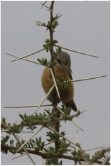 Anthoscopus caroli sharpei