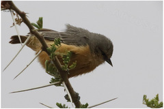 Anthoscopus caroli sharpei